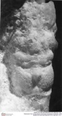 Historisches Foto von Bucculentum bachmayeri (Schweitzer & Feldmann, 2009) (NHMW-AFW-GEO-BACHMAYER-FOTO-1990-0041-1511)